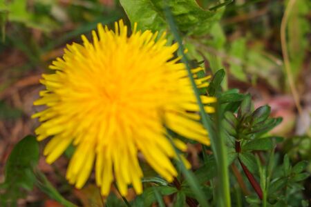 Dandelion macro photo. Yellow dandelion flower. Green dandelion leaves. Out of focusの写真素材