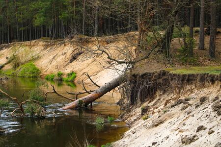 Pine tree fell into the river, steep banks washed away by water, selective focusの写真素材