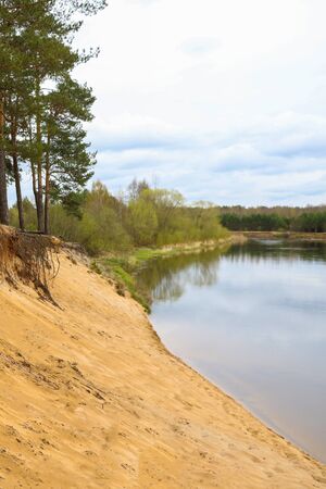 The steep sandy shore of the river. Large pine forest. Selective focusの写真素材