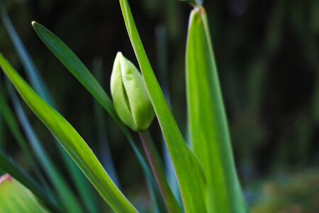 Green leaves and non-blooming tulip bud in a garden or park. Selective focusの写真素材
