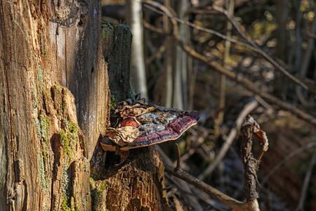 Mushroom and other microorganisms grow on the trunk of an old tree, selective focusの写真素材