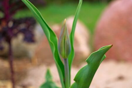 Green leaves of a young tulip, out of focusの写真素材