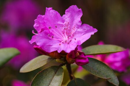 Blooming Pink Rhododendron, close-up, selective focus natureの写真素材