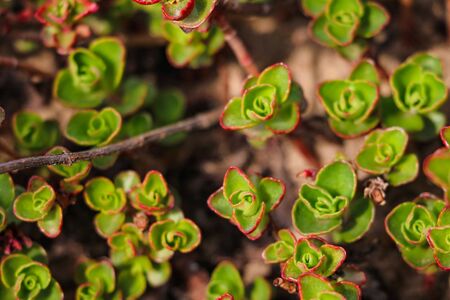 Leaves of young flowers, top view, selective focus, background
