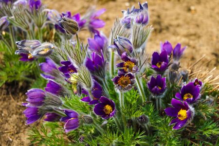 Harvest Flowers of saffron after collection. Crocus sativus. Selective focusの写真素材