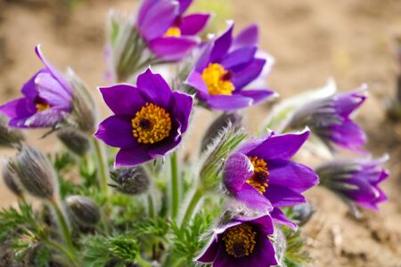 Beautiful first spring flowers crocuses bloom under bright sunlight. Selective focusの写真素材