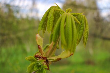 Young leaves and branches of a chestnut tree in the spring. Selective focusの写真素材