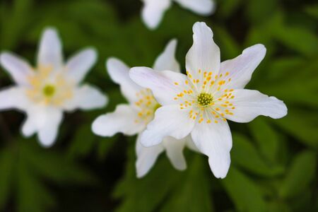 First windflowers growing in the forest, selective focusの写真素材