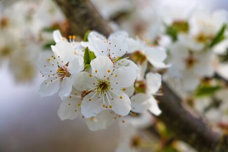 The flowers on the trees,blossoming garden,the flowers bloom on the branches,cherry blossom,white cherry blossom, selective focusの写真素材