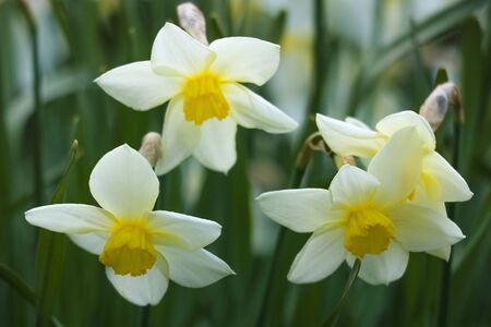 White Daffodil spring blossom in park, selective focusの写真素材