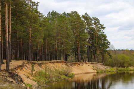 The steep sandy shore of the river. Large pine forest. Selective focusの写真素材