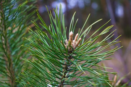 Young pine cones on a pine branch in the forest, selective focusの写真素材