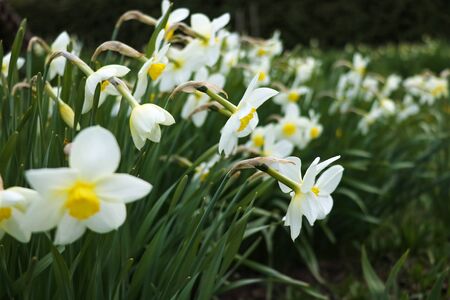 Field of blooming daffodils in spring parkの写真素材
