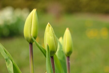 Green leaves and non-blooming tulip bud in a garden or park. Selective focusの写真素材