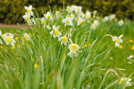 Daffodil flowers in the park. Spring mood. Selective focusの写真素材