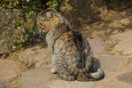 Beautiful domestic cat basks in the sun near a green bushの写真素材