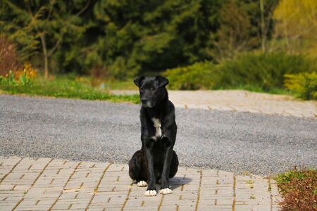 Black homeless dog is seet on pavement. Selective focusの写真素材
