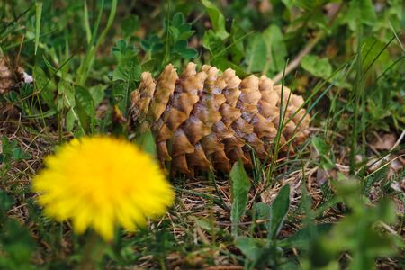 A beautiful bump lies in the grass. Selective focusの写真素材
