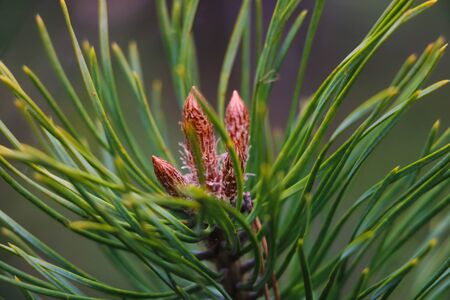 Young pine cones on a pine branch in the forest, selective focus