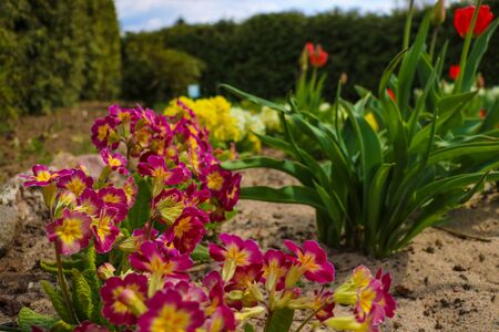 Primrose or primula vulgaris flowers in flower bed at spring, selective focusの写真素材