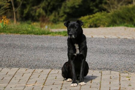 Black homeless dog is seet on pavement. Selective focusの写真素材