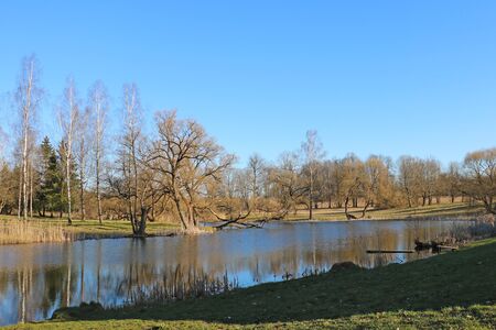 Beautiful young trees near the lake in early springの写真素材