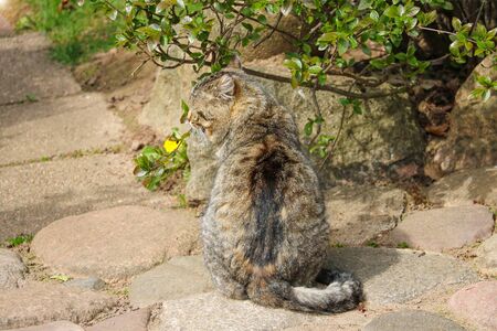 Grey cat basking in the sun, selective focusの写真素材