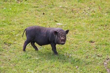 Small undersized black pig on a green lawn. Selective focusの写真素材