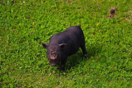 Small undersized black pig on a green lawn. Selective focusの写真素材
