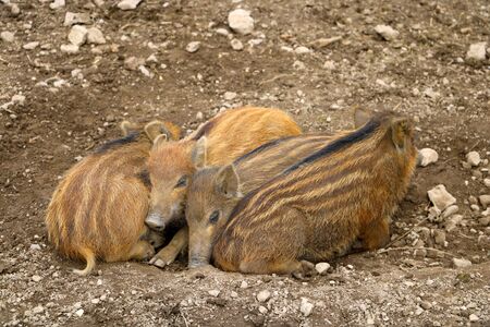 Red small wild boar pig lies on the groundの写真素材