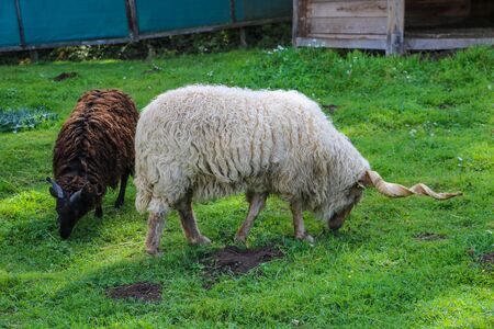 Spiral horned Racka eating grass. Selectibe focusの写真素材
