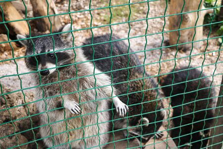 An American raccoon sits in a cage after an illness. Selective focusの写真素材
