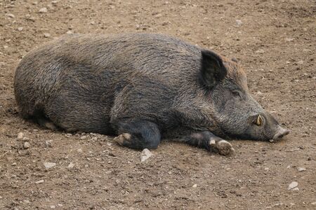 Wild big boar lies on the ground. Selective focusの写真素材