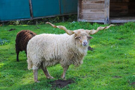 Spiral horned Racka eating grass. Selectibe focusの写真素材