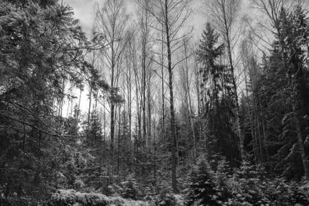 Winter pine forest. Black and white photoの写真素材