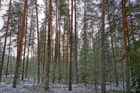 Winter pine forest and clean air. Walk outdoorsの写真素材