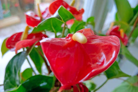 Red anthurium flower close up. indoor plantの写真素材