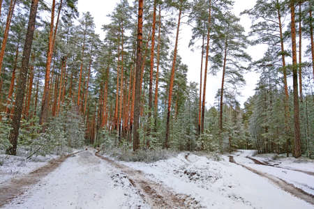 Young green forest in the early sunny morning in winterの写真素材