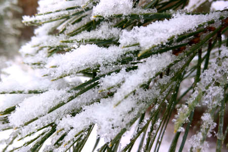 Beautiful view of fir branches in the snowの写真素材