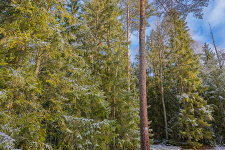 Young green forest in the early sunny morning in winterの写真素材