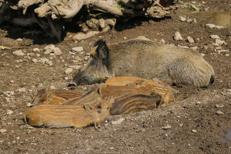 Small wild boar pig lies on the groundの写真素材