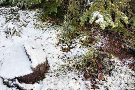 The first snow fell in the forestの写真素材