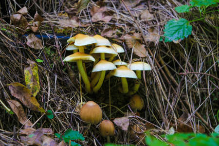 Young autumn mushrooms in the forest in early autumnの写真素材