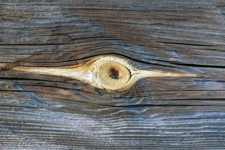 Saw an old tree, background, blank for designersの写真素材