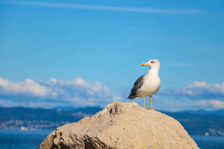 Beautiful seagull on a stone against the blue sky and seaの写真素材