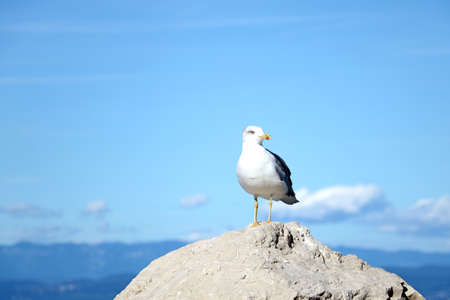 A seagull stands on a stone against a background of blue sky and seaの写真素材
