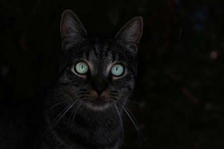 Beautiful dark cat with big green eyesの写真素材