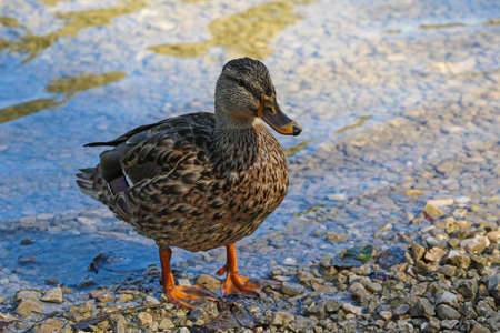 A beautiful duck has come out of the water and is basking in the sunの写真素材