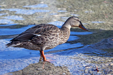 A beautiful duck has come out of the water and is basking in the sunの写真素材