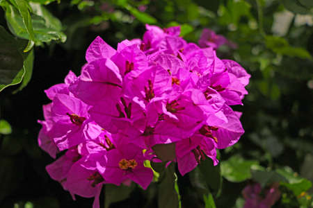 Colorful purple flowers texture and backgroundの写真素材